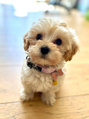 Cavapoochon wearing Pet-tags pink sparkle small bow tie tag 