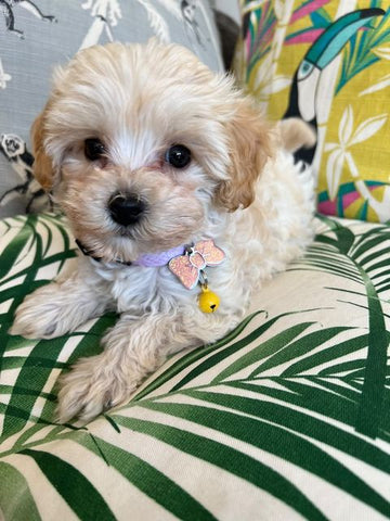 Cavapoochon wearing Pet-tags pink sparkle small bow tie tag 