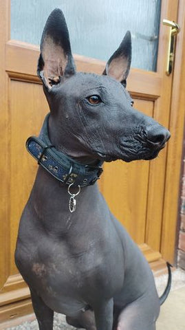 Xoloitzcuintli wearing Pet-tags bling round silver medium tag 