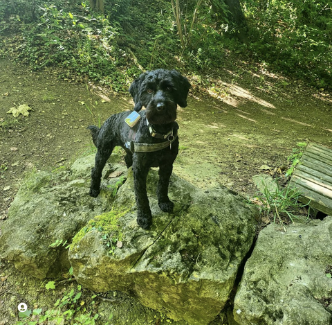 Cockapoo wearing Pet-tags stainless steel disc tag 