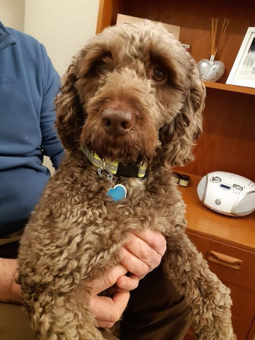 Cockapoo wearing Pet-tags blue heart large tag 