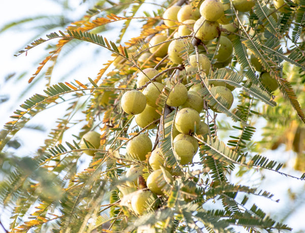 Amla Indian Gooseberry Benefits For Hair Growth