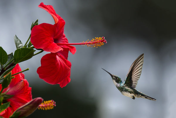 Hibiscus Benefits for Hair Growth