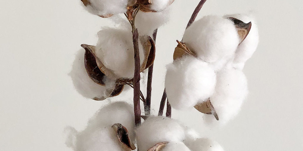 Cotton plant