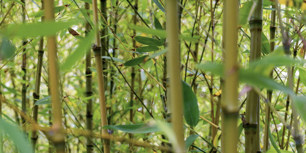 How To Prune & Trim Bamboo Plants | Bamboo Plants HQ