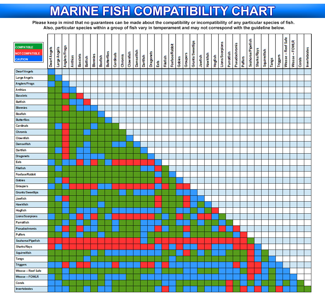 Reef Chasers | Buy Marine Fish Online | Marine Fish Compatibility Char