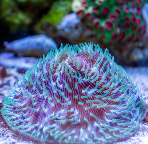 Reef Chasers | Fungia Plates Coral Care Guide