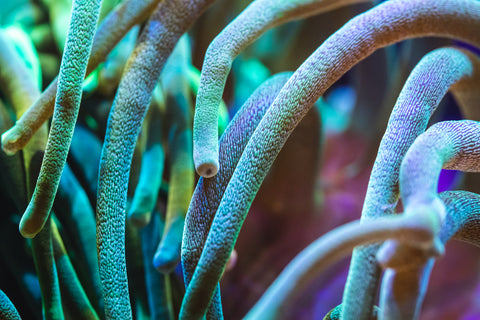 Reef Chasers | Sebae Anemone Care Guide
