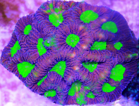 Reef Chasers | Goniastrea Coral Care Guide