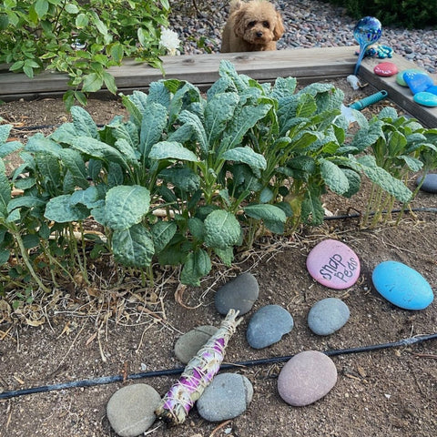 Chakra Collection Garden