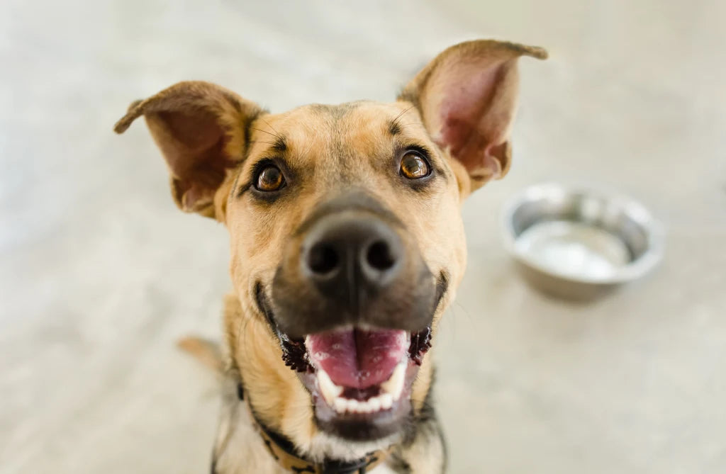 180109-dog-listening-mn-1215.webp__PID:48026430-9da0-4a82-b0f0-74a3ebdf32f1