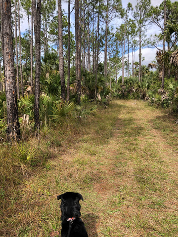 Empty Trail in Naples Florida