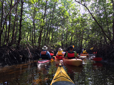 Kayaking in Naples, Florida