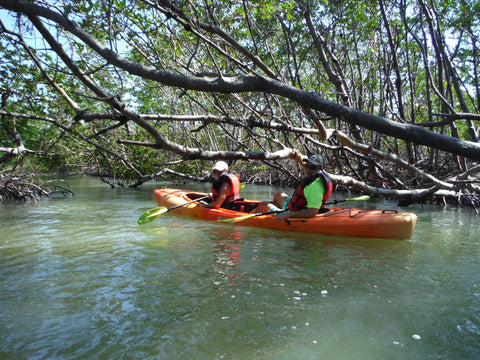 Mangrove trails in Naples Florida