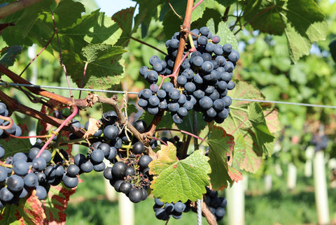 Rondo grape in Radlow Hundred vineyard