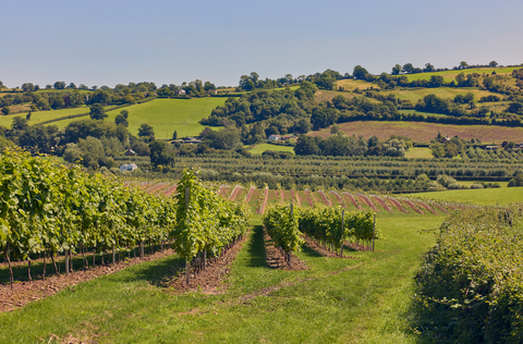 Radlow Hundred Vineyard in Herefordshire