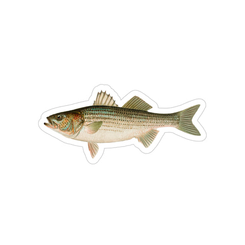 Calico Bass - Decal – Vintage Fish