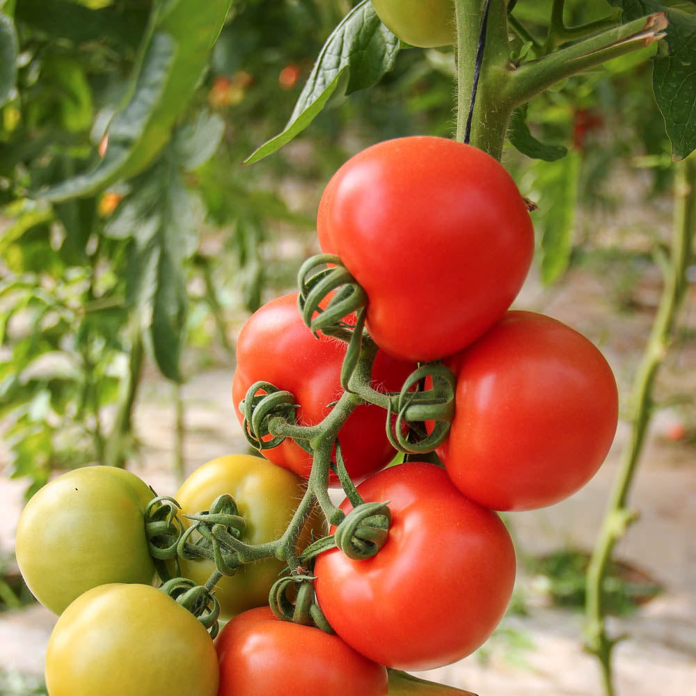 Blog Tomaten anpflanzen