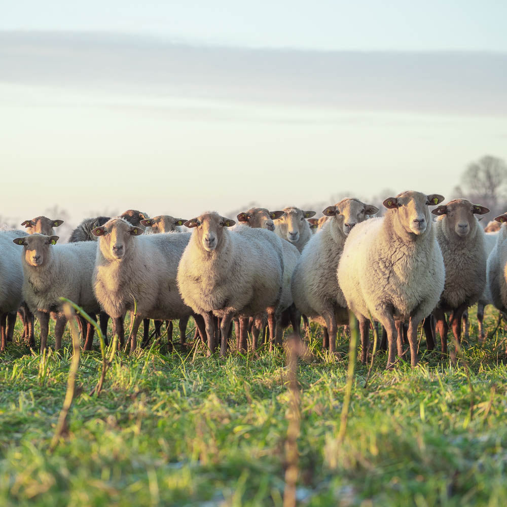 Landschaftspflege Schafe