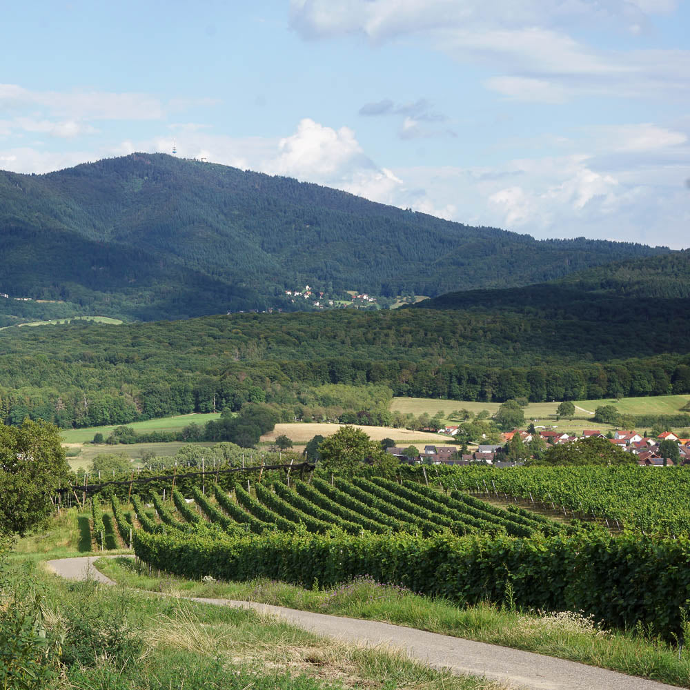 Isabelle´s Wein Markgräflerland