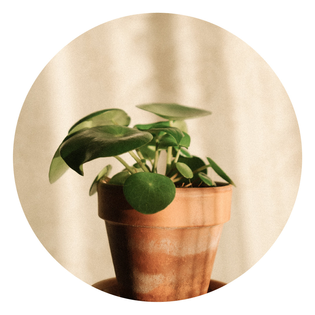 Terracotta plant pot with green plant behind a shadow