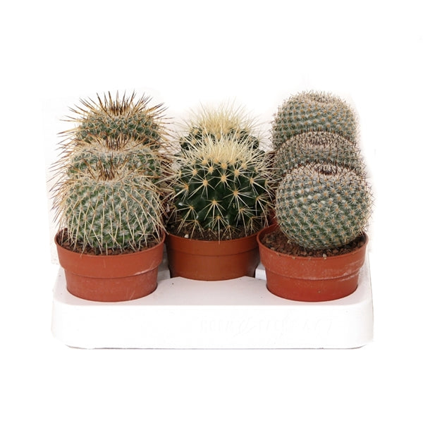detectie Inefficiënt bodem Cactus bol mix 12cm – 3 stuks – Rotsplantenshop