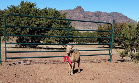 Gabby entertaining wranch guests at the 2016 Christmas Open House