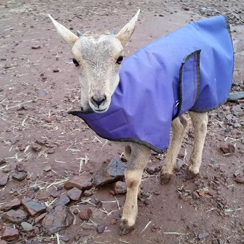 Gabby wearing a cria (baby alpaca) coat on a rainy day