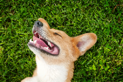 Dog in Grass