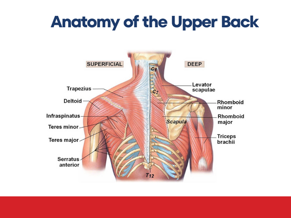 Anatomy of the upper back