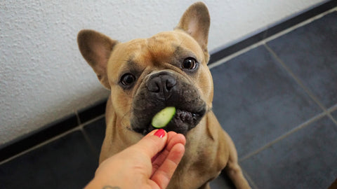 Can Dog Eat Cucumber
