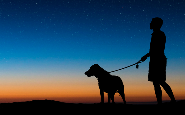 Doggie Solutions - Walking your dog safely at night