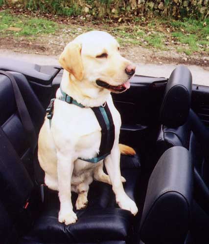 Image of Softex Dog Car Safety Harness - Black - Suitable For Labrador/German Shepherd