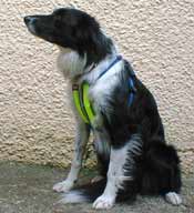 Image of Reflective Dog Car Safety Harness - Suitable For West Highland Terrier/Cavalier King Charles