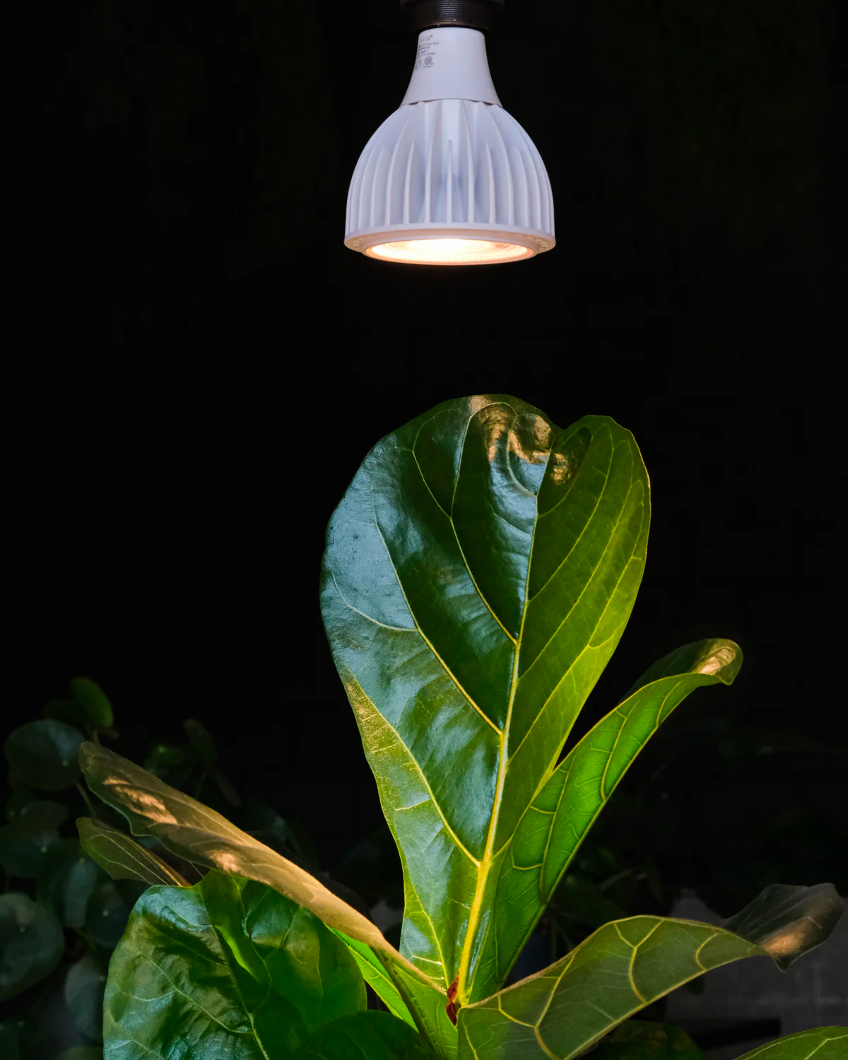 Pflanzenlampe leuchtet auf die Blätter einer Geigenfeige