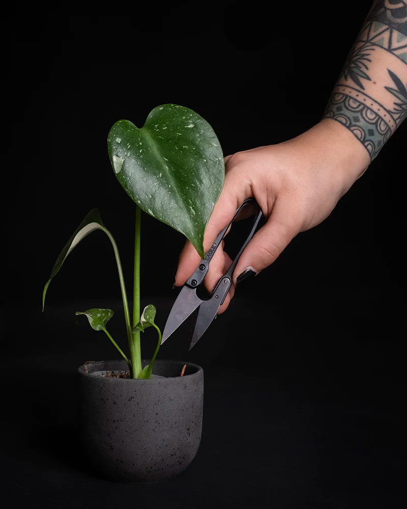 ein Blatt einer Zimmerpflanze wird mit einer kleinen Pflanzenschere abgeschnitten