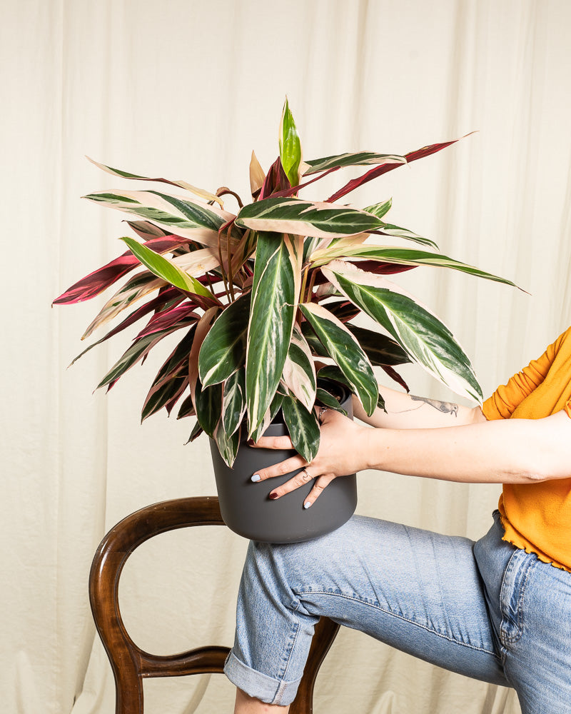 Calathea Triostar in einem anthrazitfarbenen Übertopf wird auf einem Knie gehalten