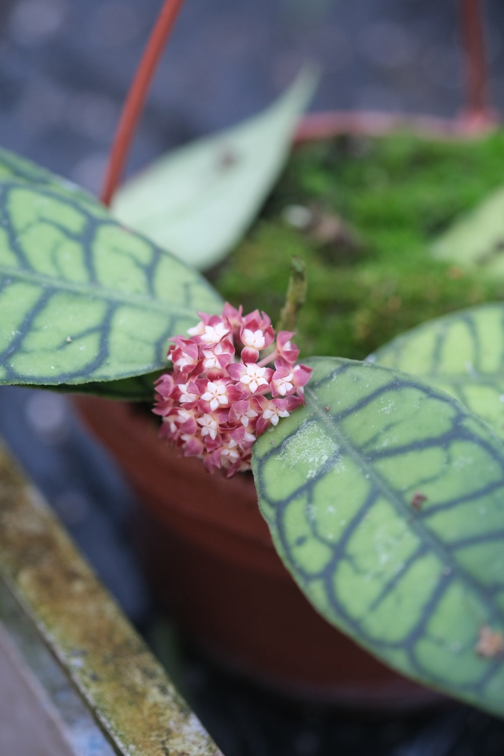 pink-weisse Blüten einer Hoya
