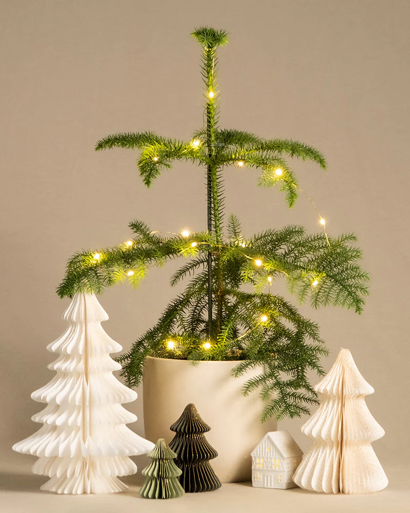 Kleiner Weihnachtsbaum in einem weissen Keramik-Topf mit einer Lichterkette und Weihnachtsdeko