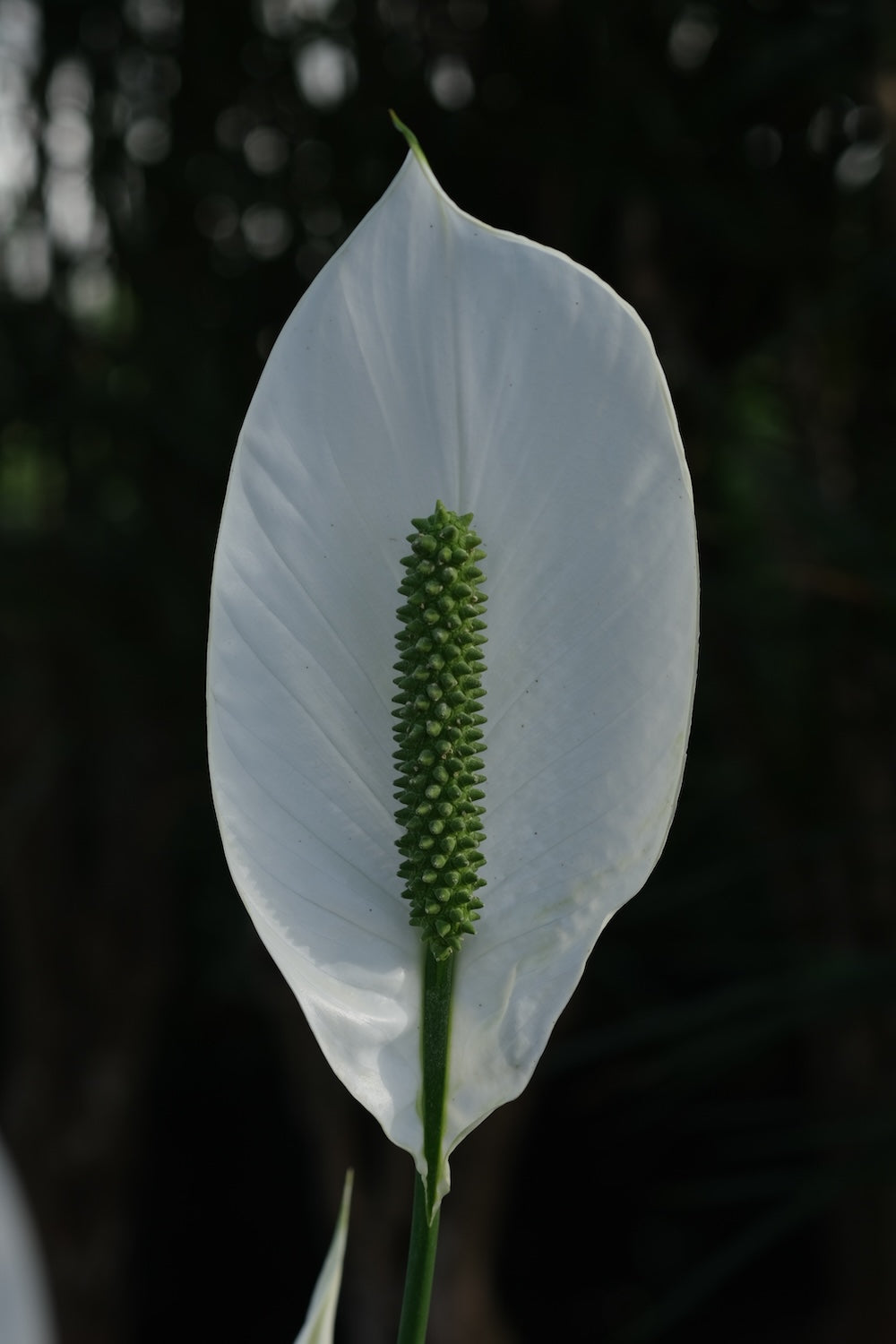 Weisse Blüte einer Spathiphyllum