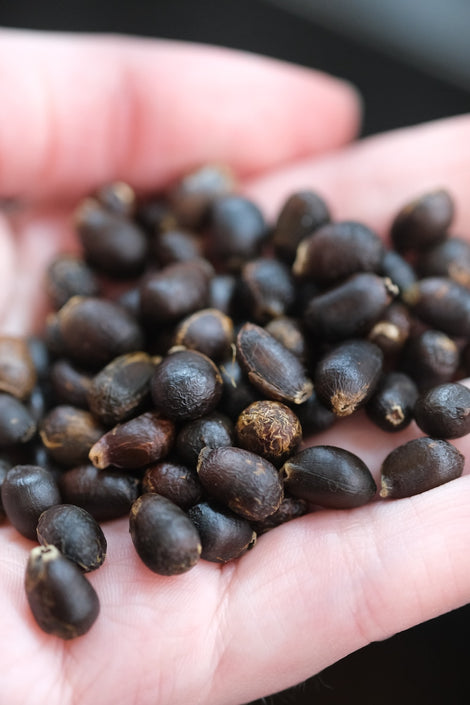 Viele Samen einer Strelitzia nicolai liegen auf einer Hand