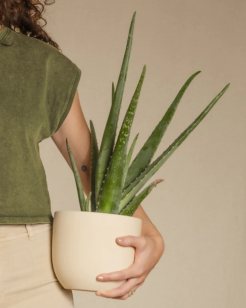 Aloe vera in einem weissen Keramik-Topf wird hochgehalten
