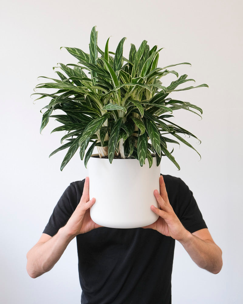 Aglaonema Zebra Feathers in weissem Topf