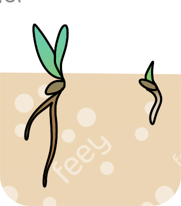 Illustration zweier Sämlinge mit Wurzeln und Keimblättern