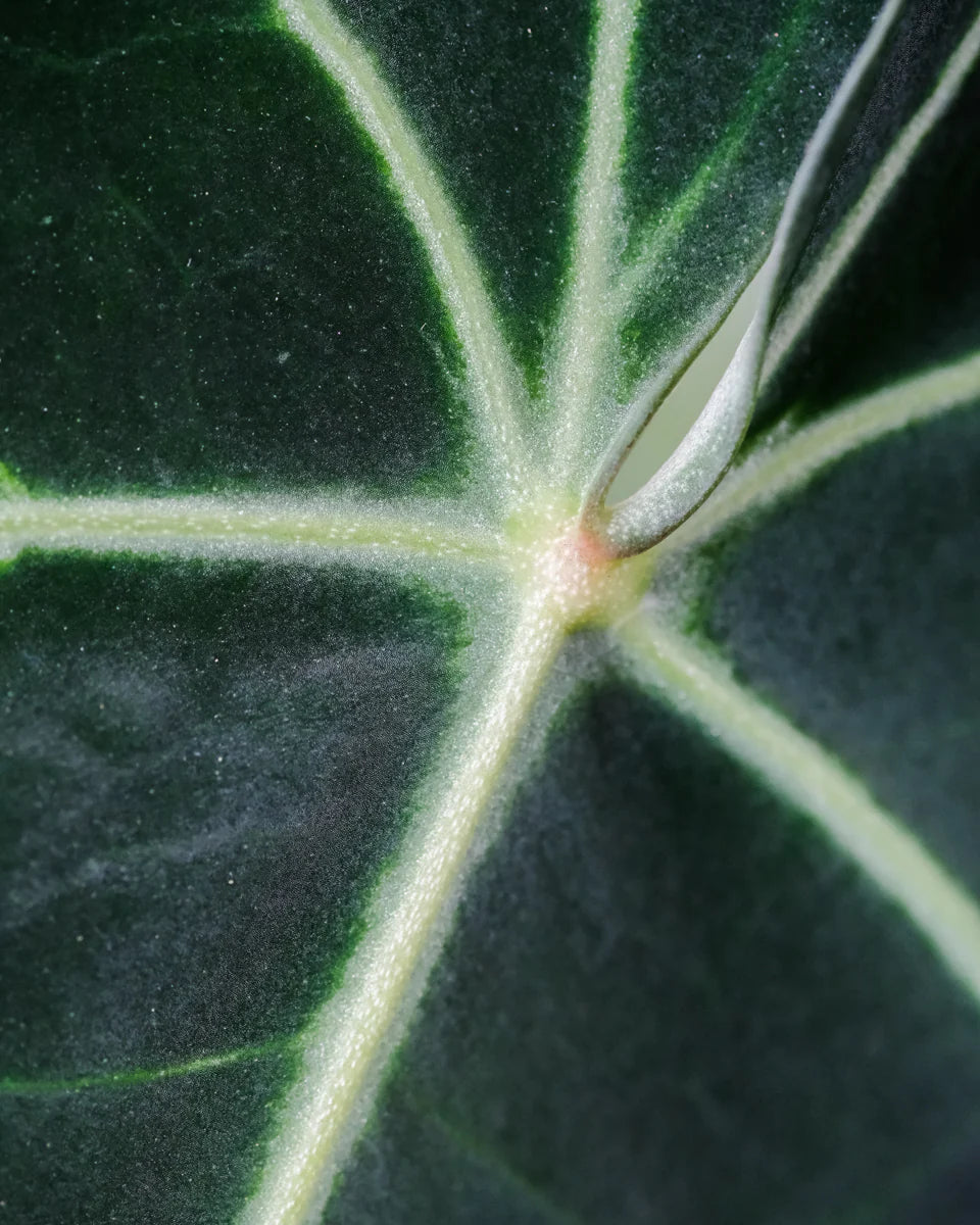 Detailaufnahme Blatt einer Anthurium clarinervium