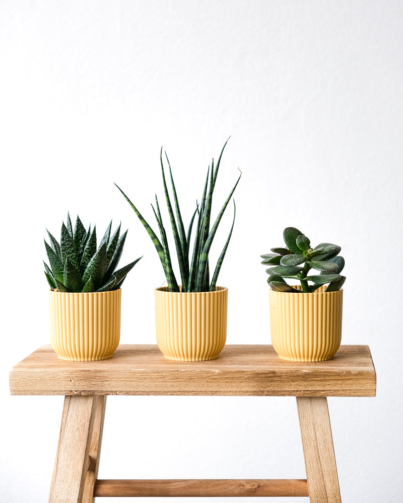 Babypflanzen-Trio für wenig Wasser in gelben Töpfen auf einem Hocker aus Holz