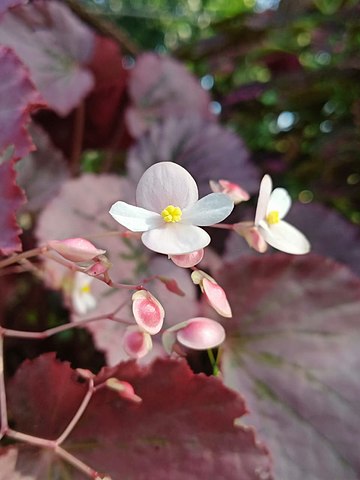 Weisse, zierliche Begonienblüte