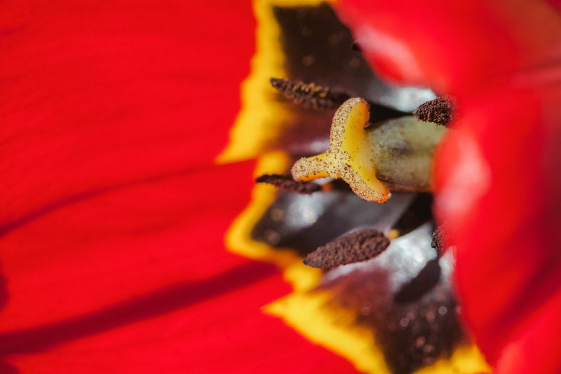 Nahaufnahme des gelben Blütenstempels in einer roten Tulpe