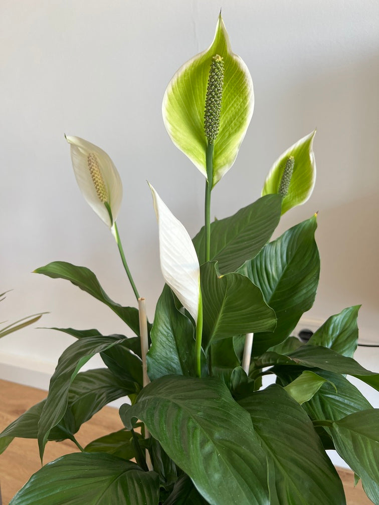 Grosses Einblatt mit zwei weissen und zwei grünen Blüten