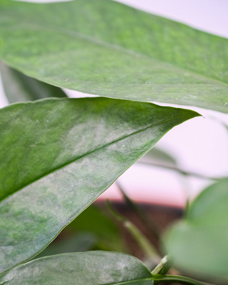 Efeutute 'Blue Form' (Epipremnum pinnatum 'Blue Form')